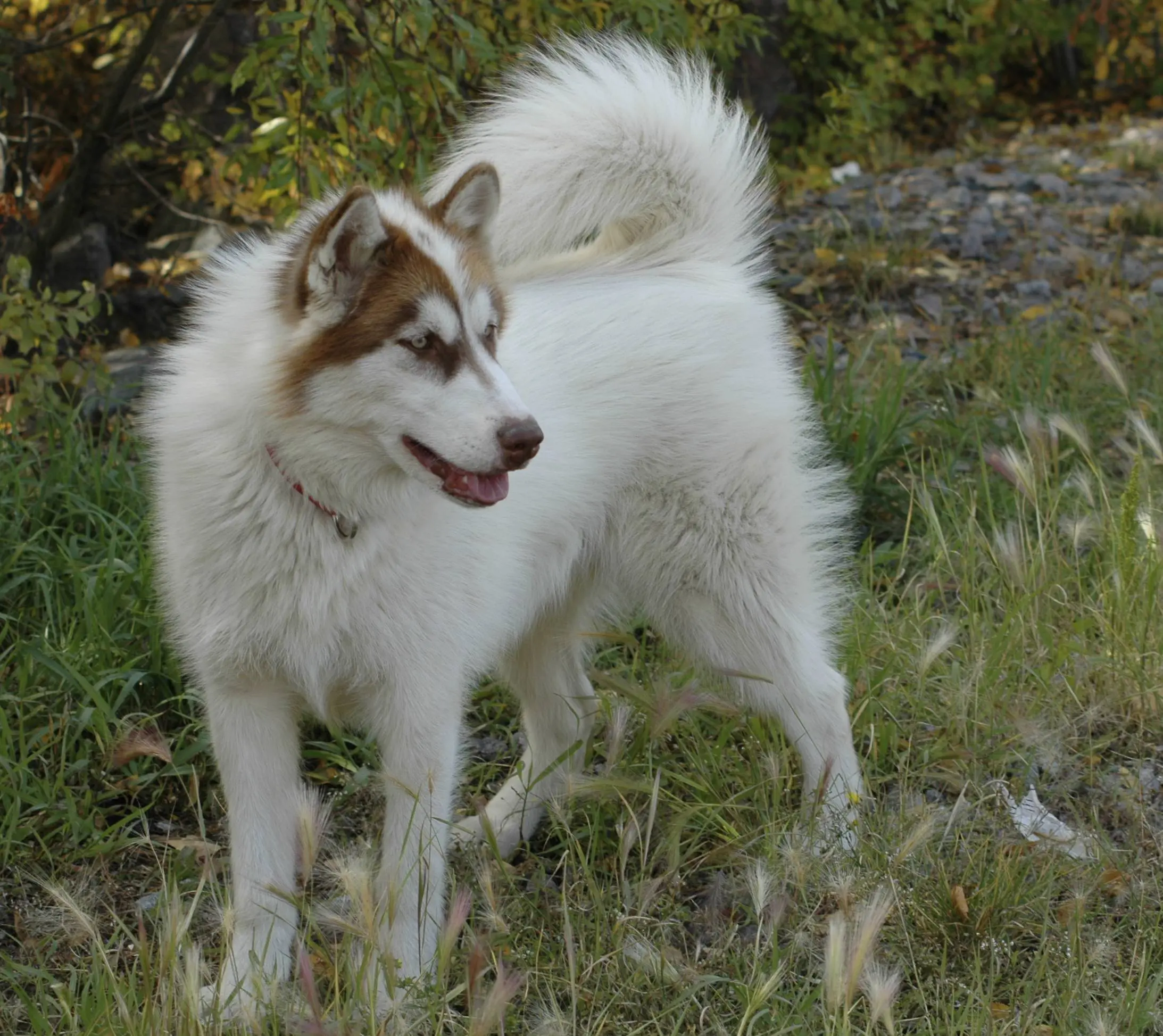 White canadian eskimo sales dog
