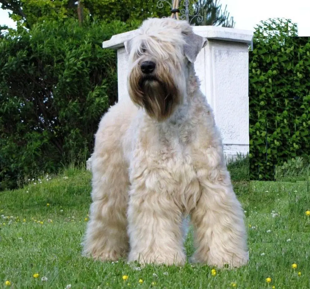 irish soft coated wheaten terrier kennel