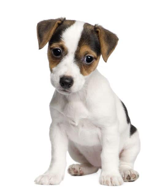 Imagenes De Un Jack Russell | jack russell terrier razas perros mascotas Imagenes De Un Jack Russell | jack russell terrier razas perros mascotas