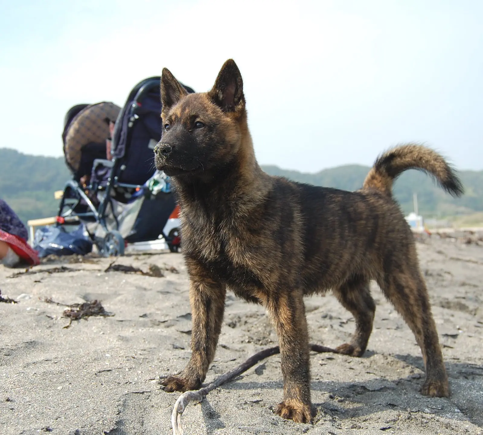 Tora inu hot sale