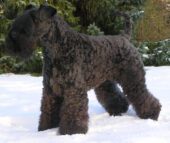 Kerry Blue Terrier