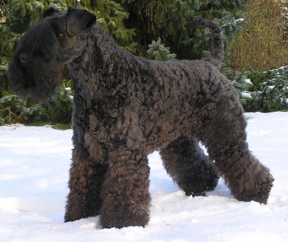 Kerry Blue Terrier Large And Medium Sized Terriers Ireland