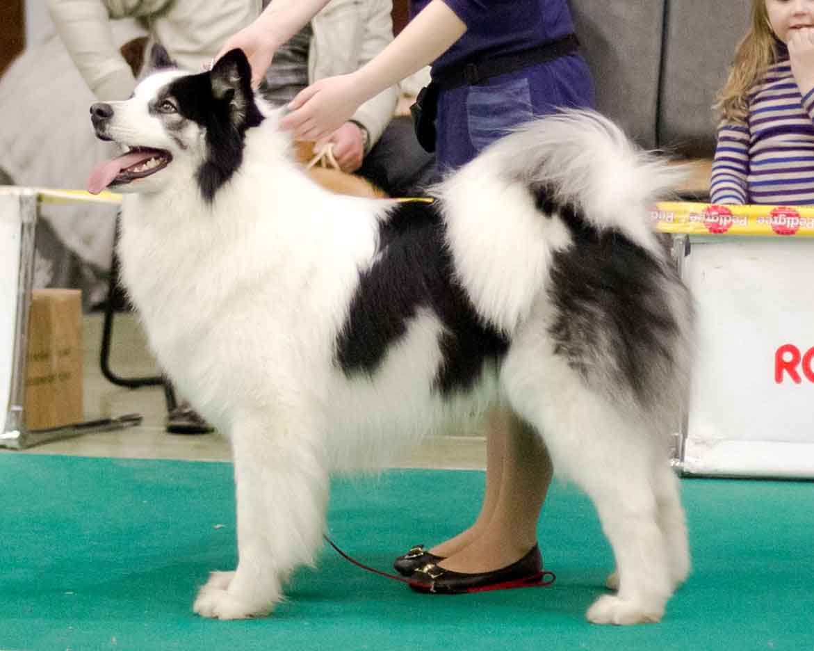 Laika de Iakoutie