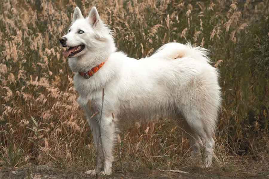Laika de Iakoutie