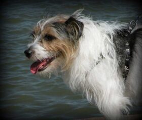 jack russell terrier cheveux durs