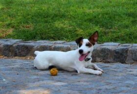 Jack Russell Terrier cheveux lisses