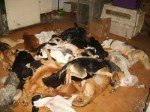 Perros_muertos