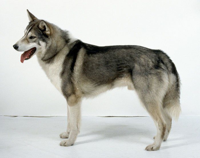 Wolf Dog Puppies For Sale Uk Assemblystatelegislatures