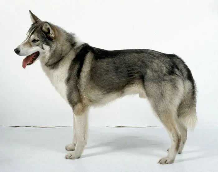 Laika De Siberia Occidental Perros Nordicos De Caceria Perros De Rusia