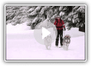 Hunde 101 - Alaskischer Malamute