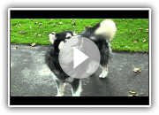 Big Lustige Alaskan Malamute