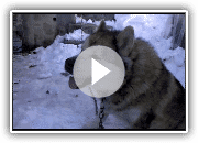 GIANT Alaskan Malamute 180 Pfund.. Aufgenommen mit einem Motorola DROID