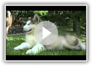 Alaskischer Malamute 2 Monate alt