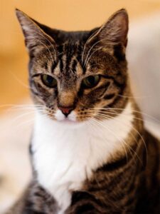 Gato de pelo curto americano