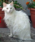 Türkisch Angora