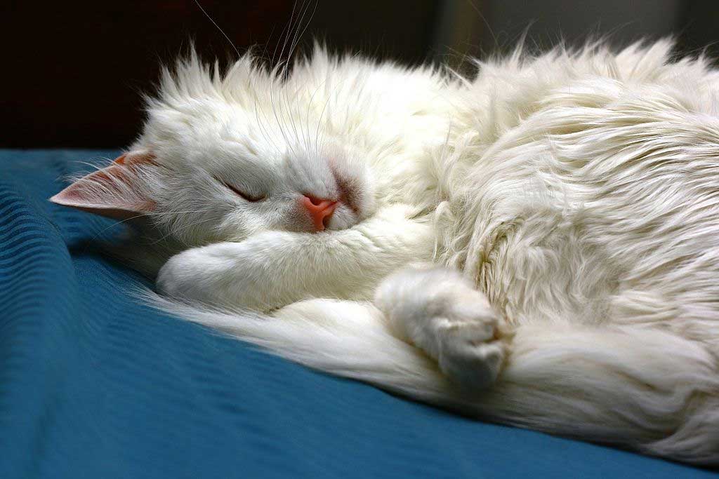 Türkisch Angora