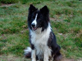 Border Collie 