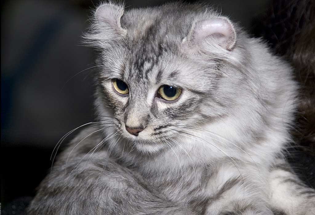 Curl americano