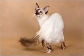 Balinese cat