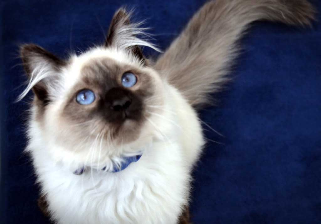 Gato balinรชs