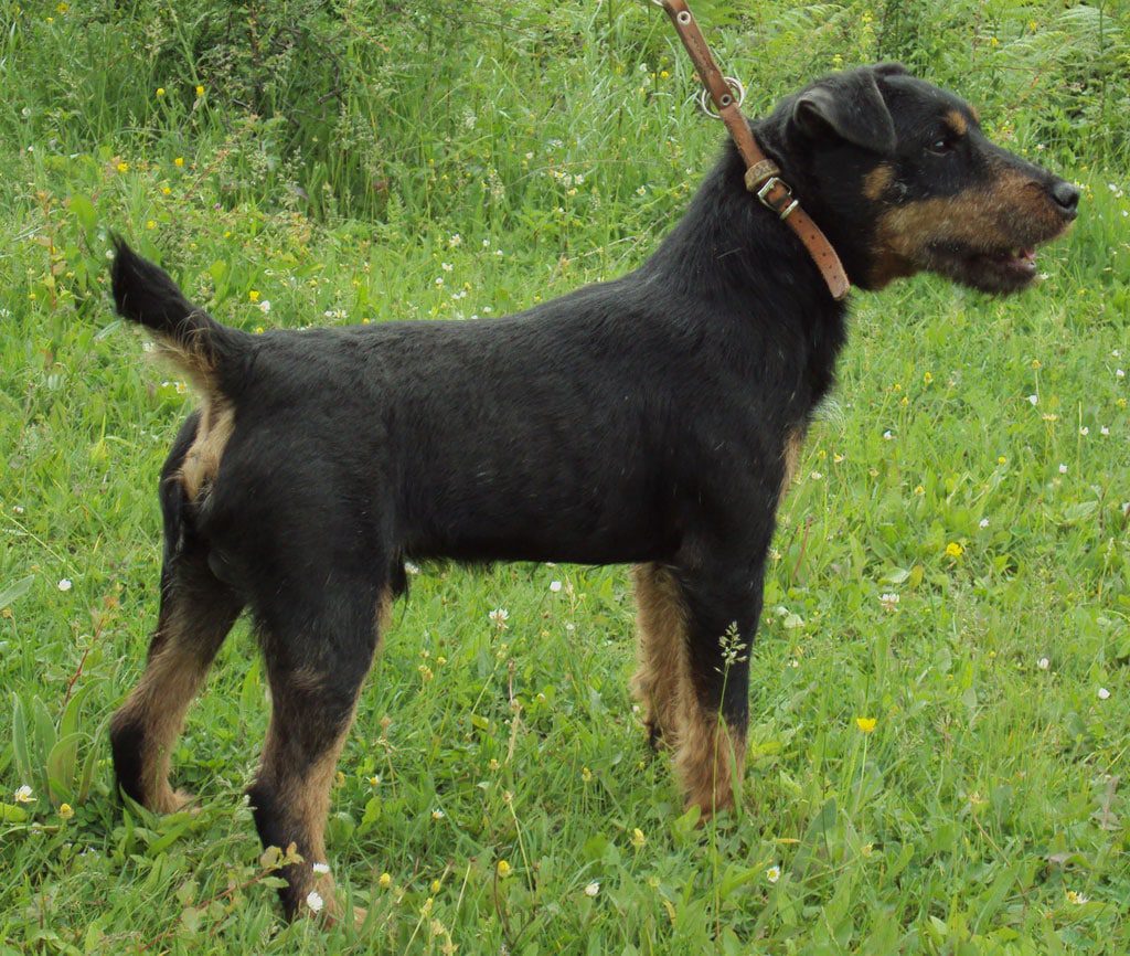 German Hunting Terrier Large And Medium Sized Terriers