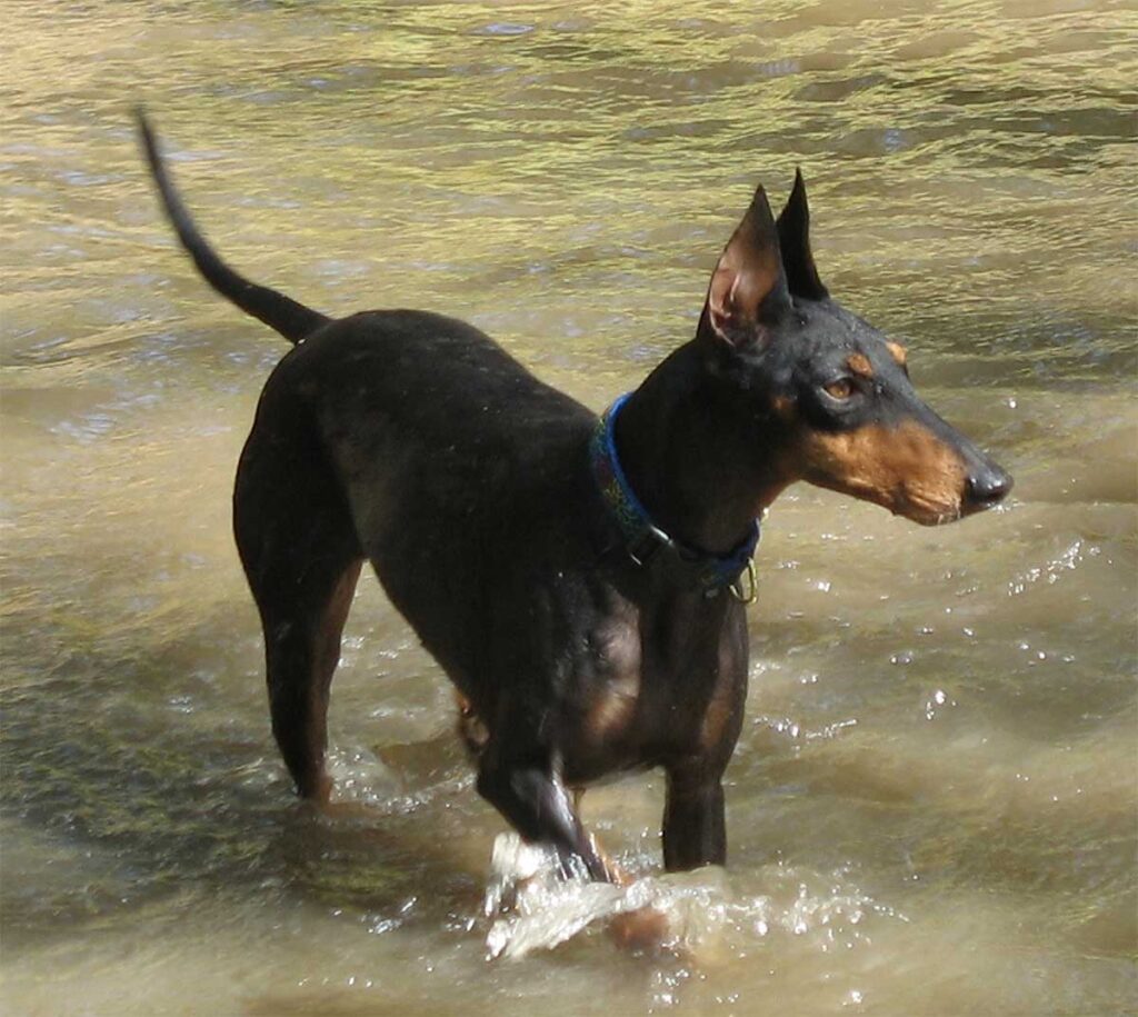 Manchester Terrier