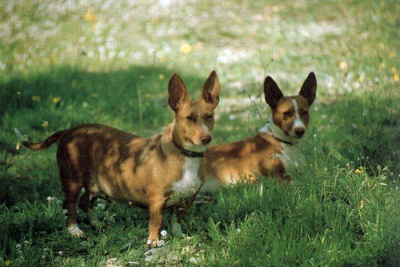 what is the breed of andalusian hound