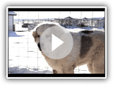 Pyrenean Mastiff Puppy Winter