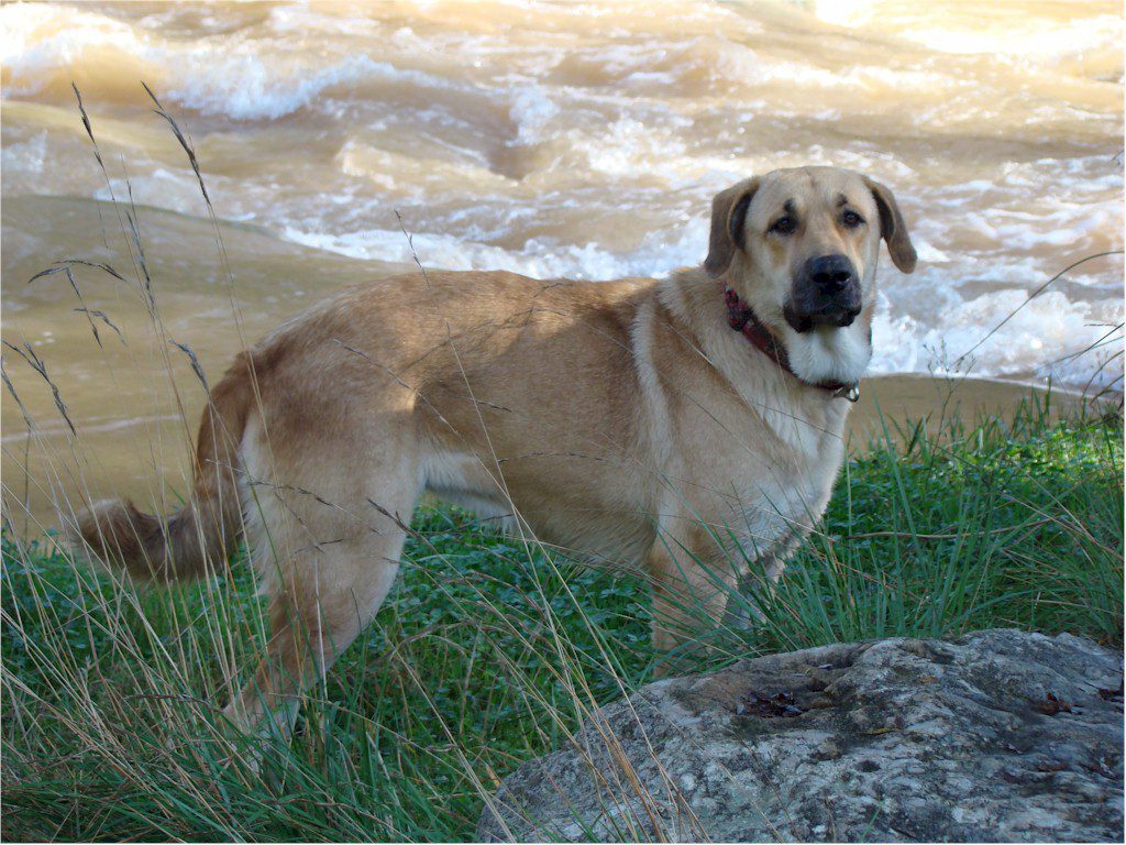 Pictures Of Spanish Mastiff Dogs Pictures Of Spanish Mastiff Dogs