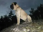 English mastiff