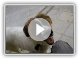 Dog Venezuela Mucuchie - Training my dog