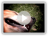 Contrasts - mucuchie, the official dog of Venezuela