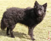 Mudi