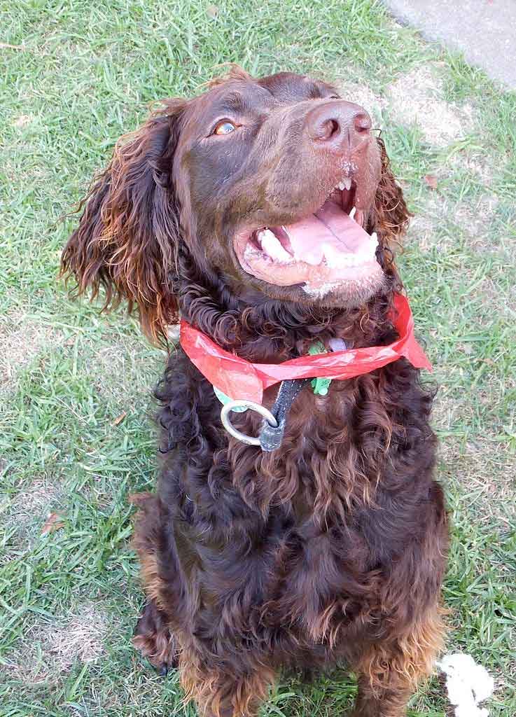 are curly coated retrievers prone to joint problems