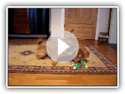 Dois Terrier de norfolk jogando