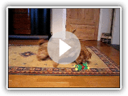 Two norfolk terriers playing