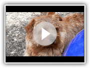 Norfolk Terrier