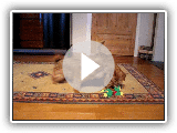 Dois Terrier de norfolk jogando