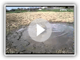 Norfolk Terrier Obe in a mud hole