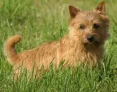 Norwich Terrier