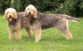 Otterhound