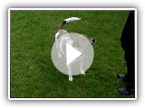 parson jack russell terrier - tricks