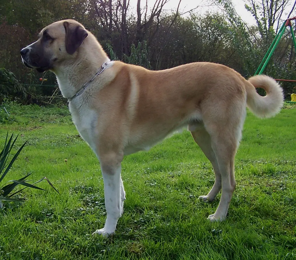 How Much Does A Kangal Dog Weight