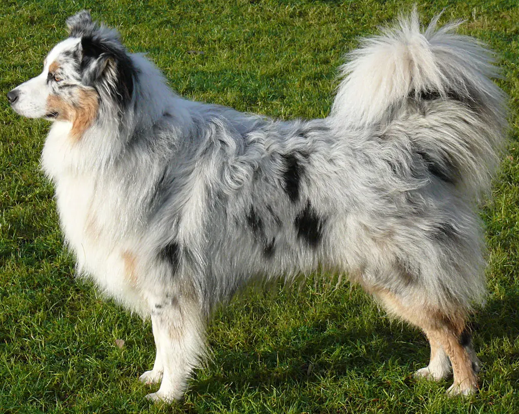 are all australian shepherds fluffy