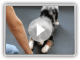 Amazing All-Star Mini Aussie Puppies Show Off Their Tricks!  www.allstarminiaussies.com