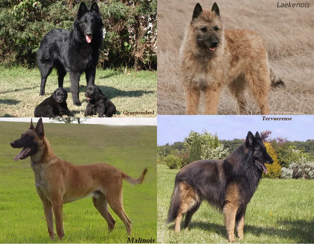 Cães de Pastor e Boieiros (exceto Boeiros Suíços) - Knoow