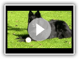 belgian shepherd -groenendael