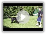 Ovejero Belga Groenendael Juega con su dueño - Belgian Shepherd