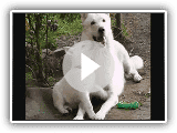 Weisser Schweizer Schäferhund