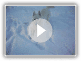 Zizou Januar 2009 White Shepherd im Schnee